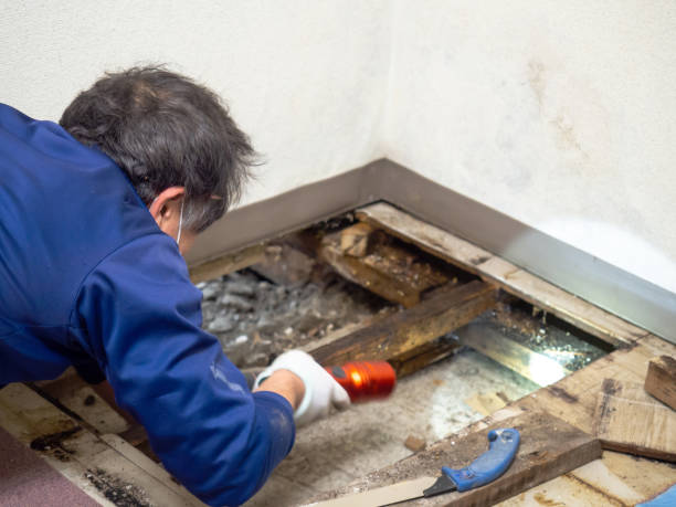 Best Emergency Mold Remediation in Arcola, VA
