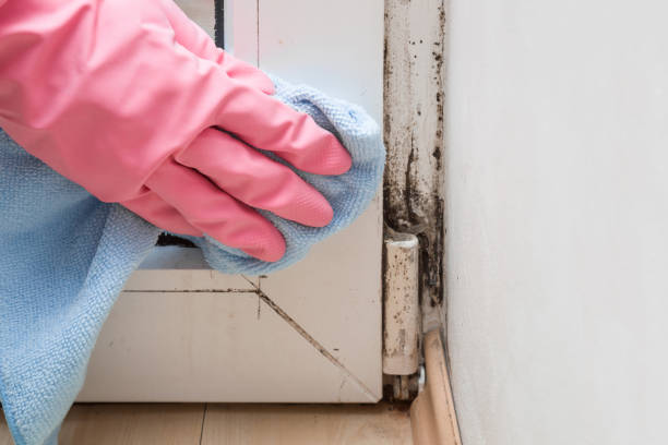 Best Commercial Mold Remediation in Arcola, VA