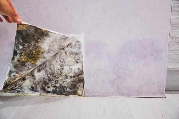 Best Attic Mold Remediation in Arcola, VA